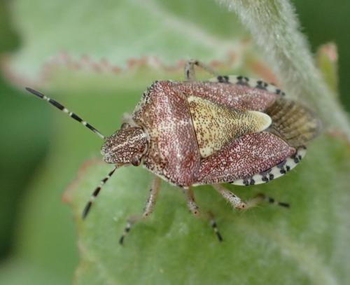 Réf. 222 933 : Dolycoris baccarum